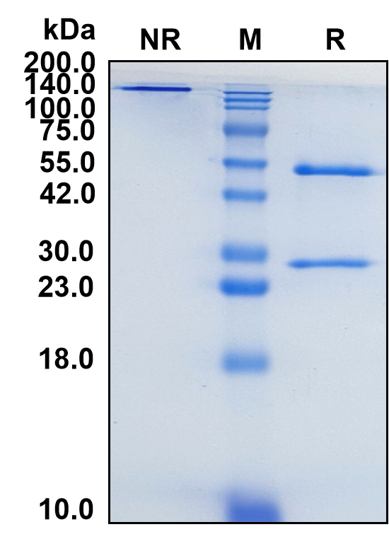 (Apamistamab)Biosimilar Reference Antibody-GS40035