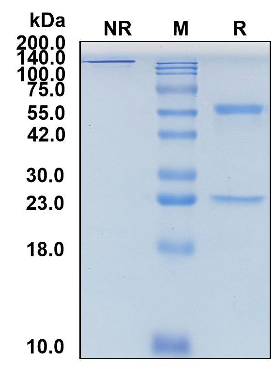 (Dafsolimab)Biosimilar Reference Antibody-GS40161