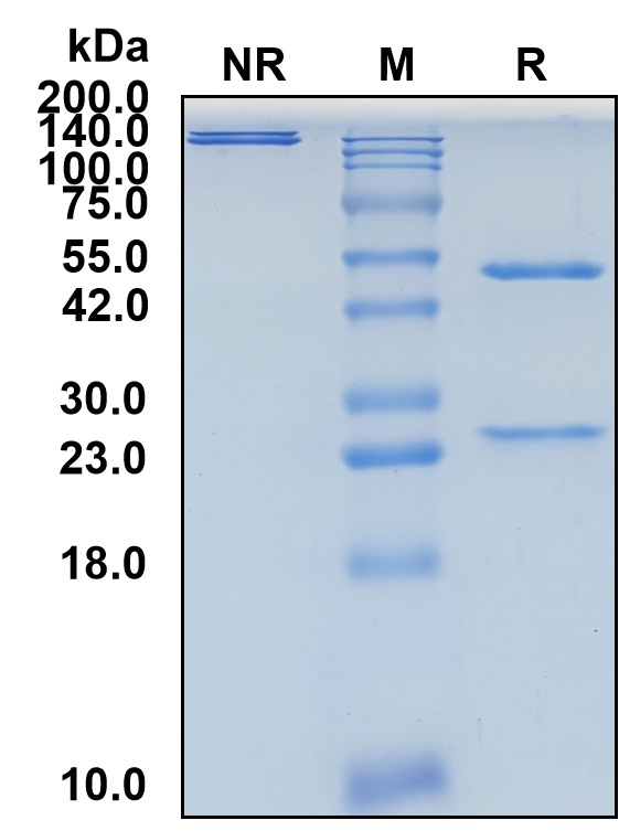 (Edrecolomab)Biosimilar Reference Antibody-GS40208