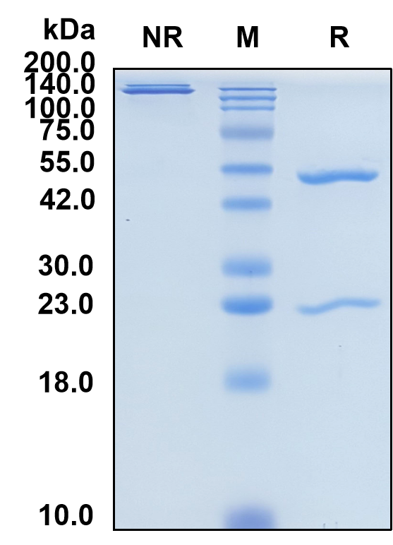 (Grisnilimab)Biosimilar Reference Antibody-GS40313