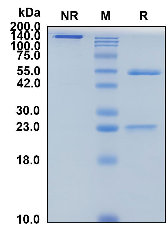 (Lemalesomab)Biosimilar Reference Antibody-GS40369