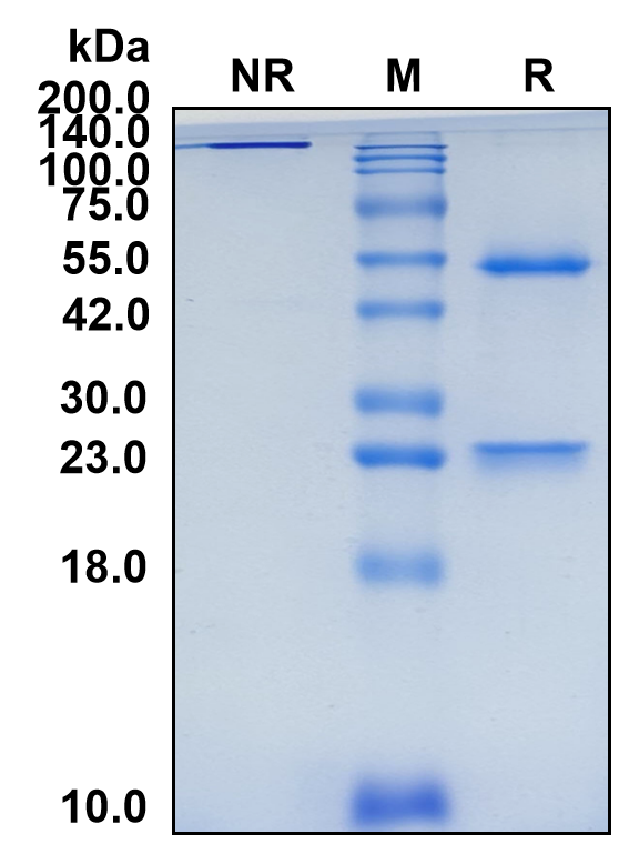 (Miromavimab)Biosimilar Reference Antibody-GS40439
