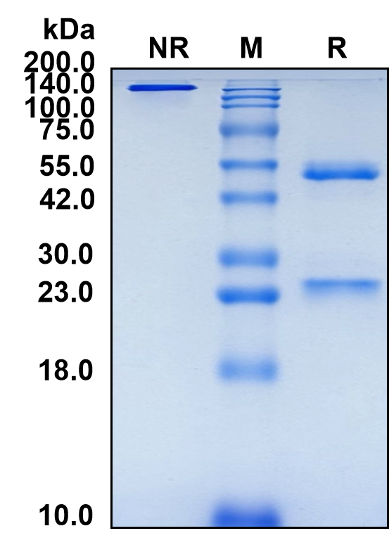 (Omburtamab)Biosimilar Reference Antibody-GS40499
