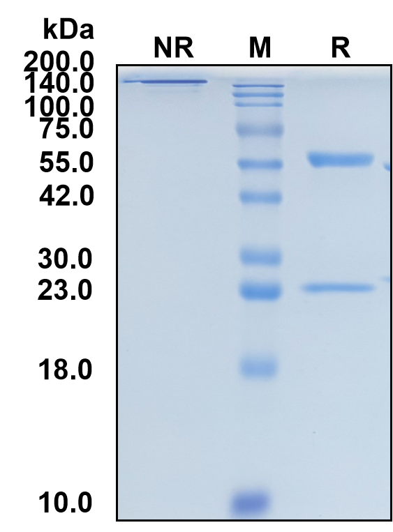(Tenatumomab)Biosimilar Reference Antibody-GS40709