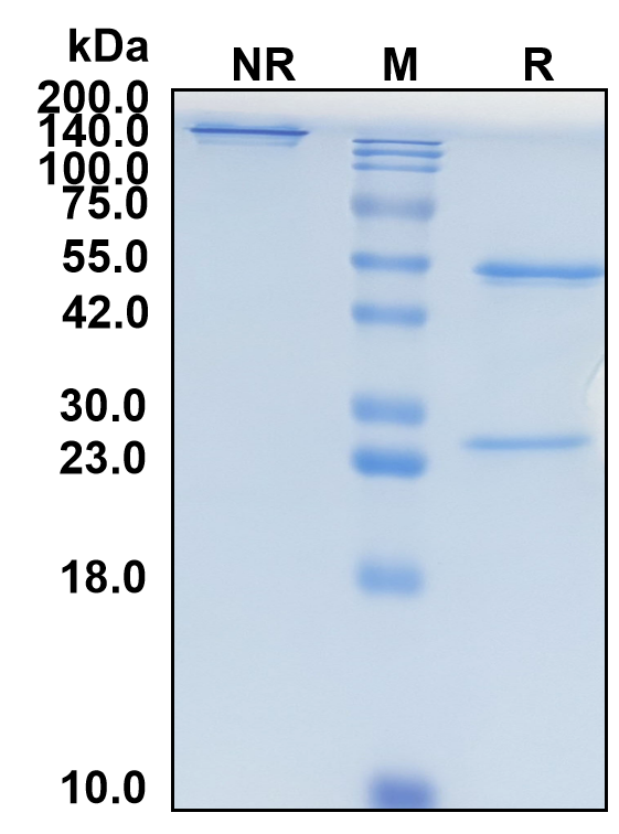 (Zampilimab)Biosimilar Reference Antibody-GS40812