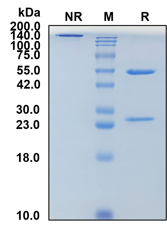 (Zelminemab)Biosimilar Reference Antibody-GS40816