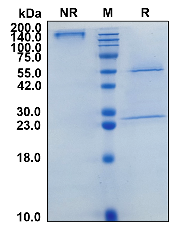 (Zeluvalimab)Biosimilar Reference Antibody-GS40817