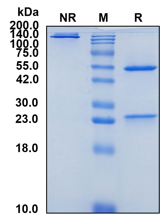 (Zigakibart)Biosimilar Reference Antibody-GS40818