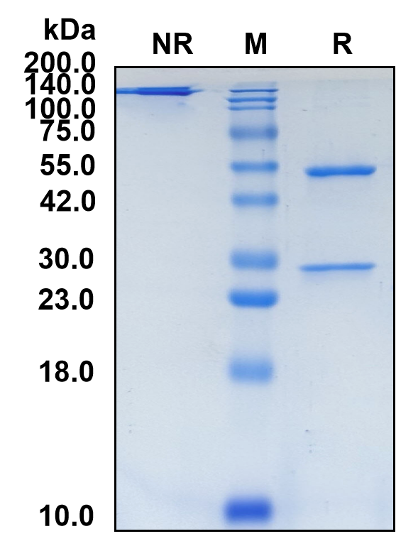 (Zilovertamab)Biosimilar Reference Antibody-GS40820