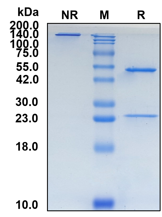 (Zimberelimab)Biosimilar Reference Antibody-GS40821
