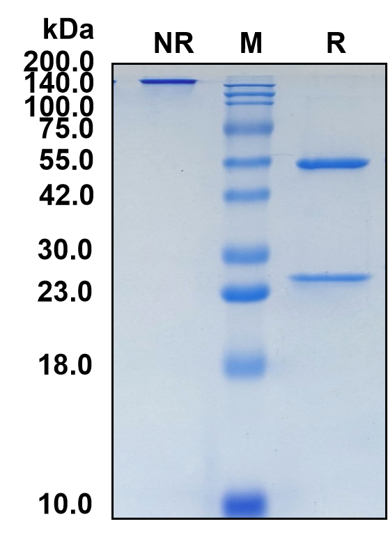 (Zinlirvimab)Biosimilar Reference Antibody-GS40822