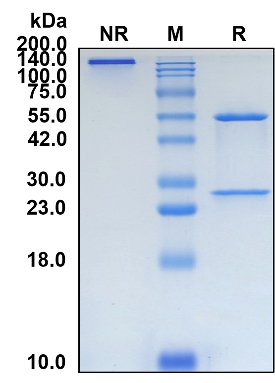 (Zolbetuximab)Biosimilar Reference Antibody-GS40823