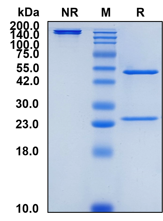 (Zuberitamab)Biosimilar Reference Antibody-GS40825