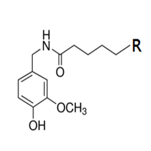 辣椒碱-生物素，Capsaicin-Biotin