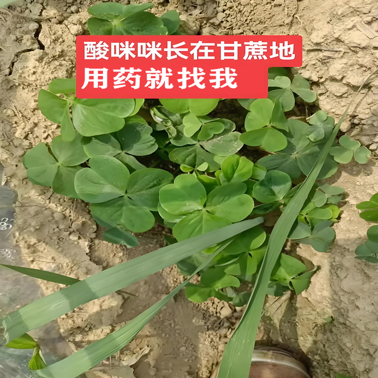 酸咪咪（红花酢浆草）专用除草剂厂家
