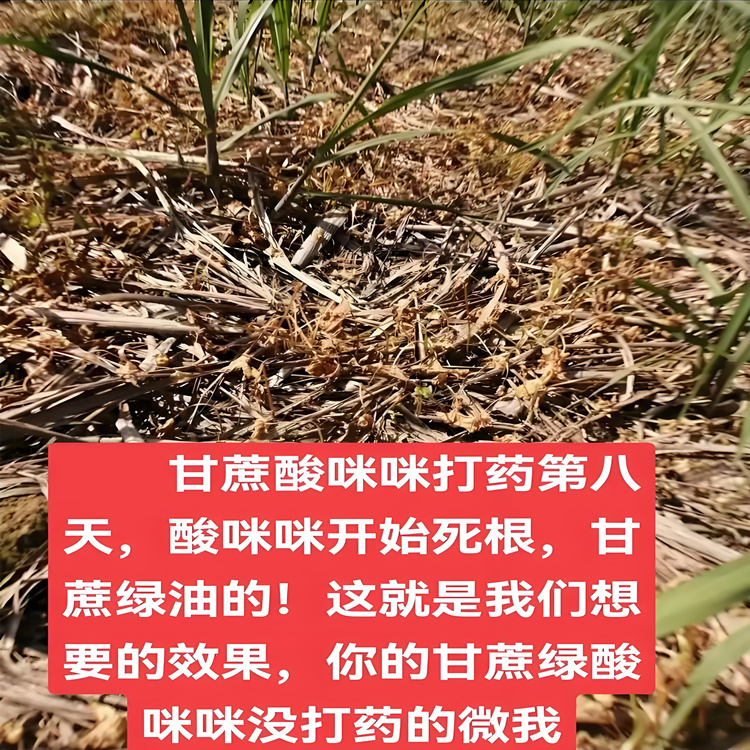 酸咪咪（红花酢浆草）专用除草剂厂家