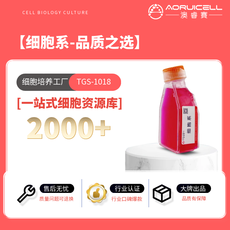 LA795/Luc（小鼠肺腺癌细胞带荧光素酶）