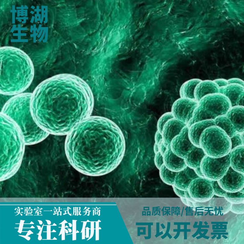 MDCK狗肾转化细胞专用培养基