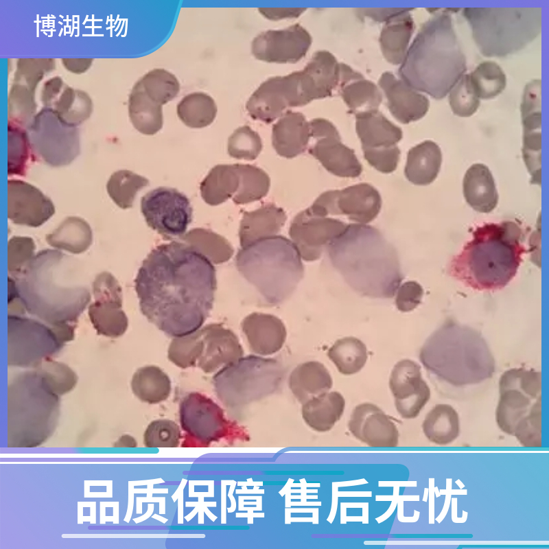 CHO-K1（悬浮）中国仓鼠卵巢k1 亚克隆系细胞专用培养基