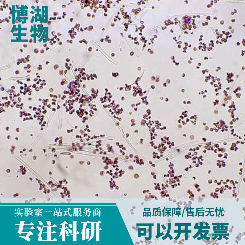 CHO-K1（悬浮）中国仓鼠卵巢k1 亚克隆系细胞专用培养基