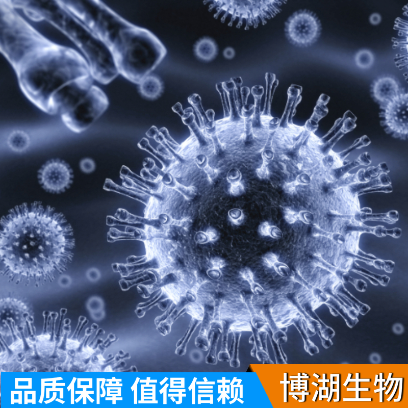 PC-3人前列腺癌细胞专用培养基