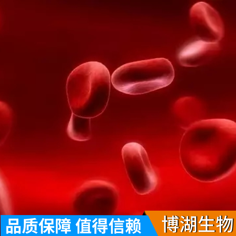 thp-1人单核白血病细胞专用培养基