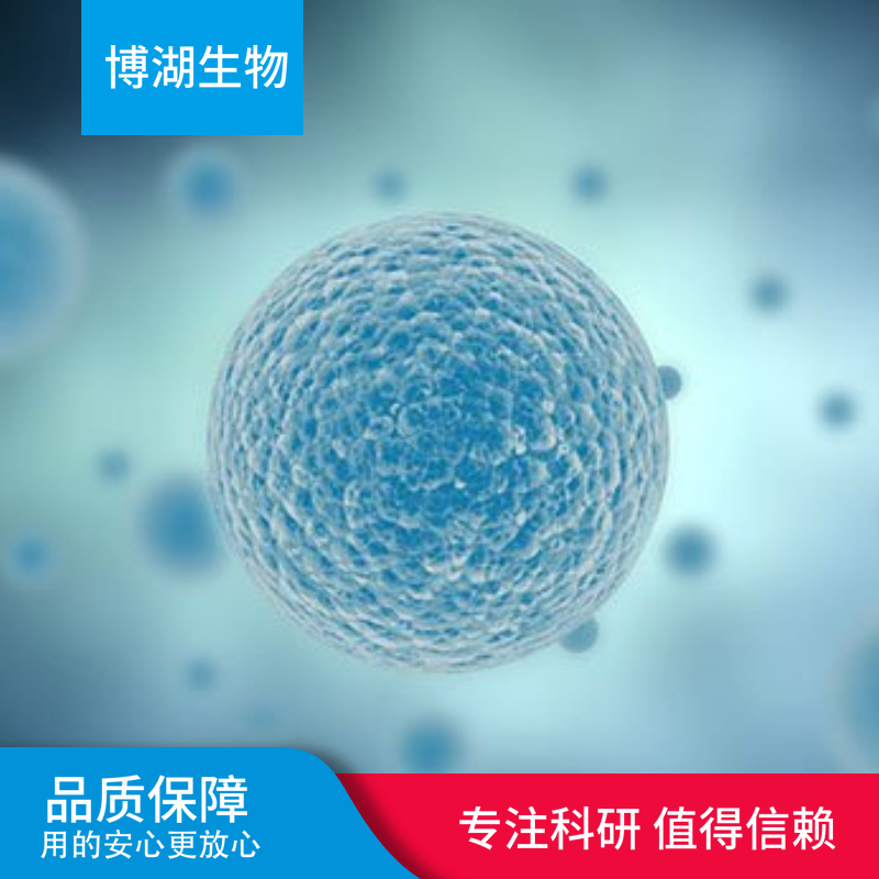 V79仓鼠肺细胞专用培养基