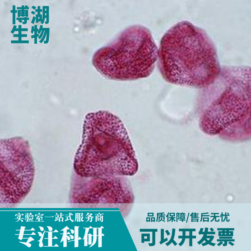 猪肝星状细胞永生化细胞专用培养基