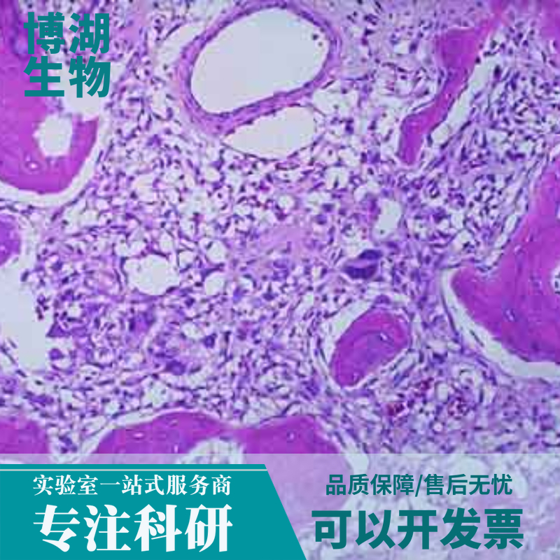 C6大鼠脑胶质瘤细胞专用培养基