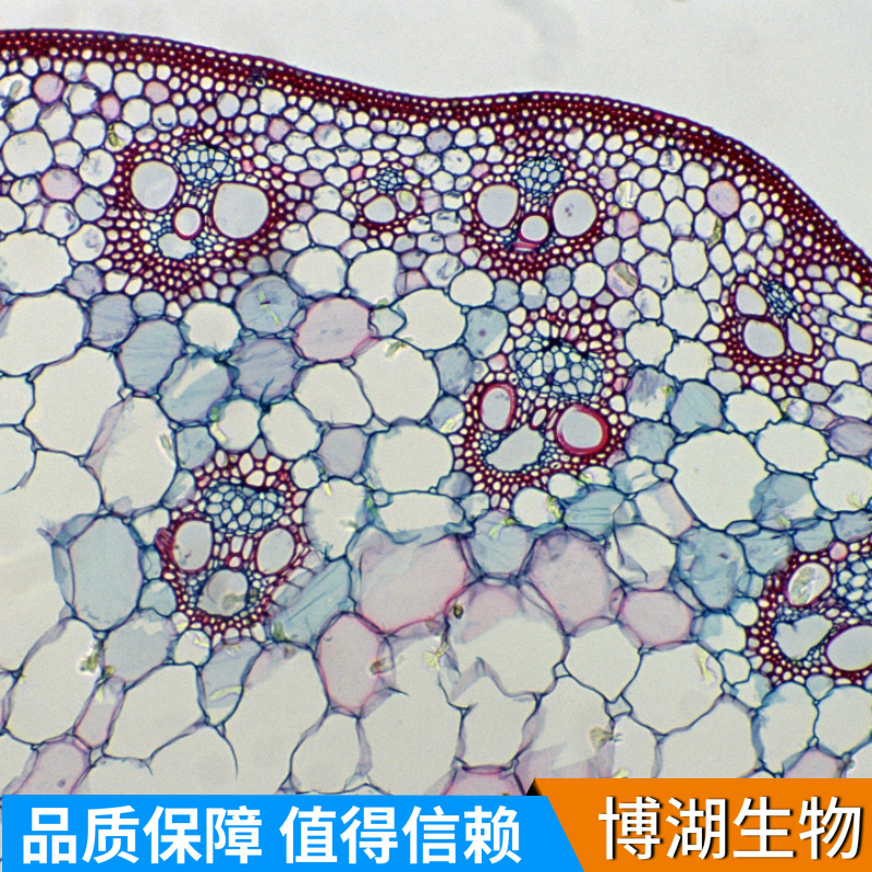 MG63人骨肉瘤细胞专用培养基