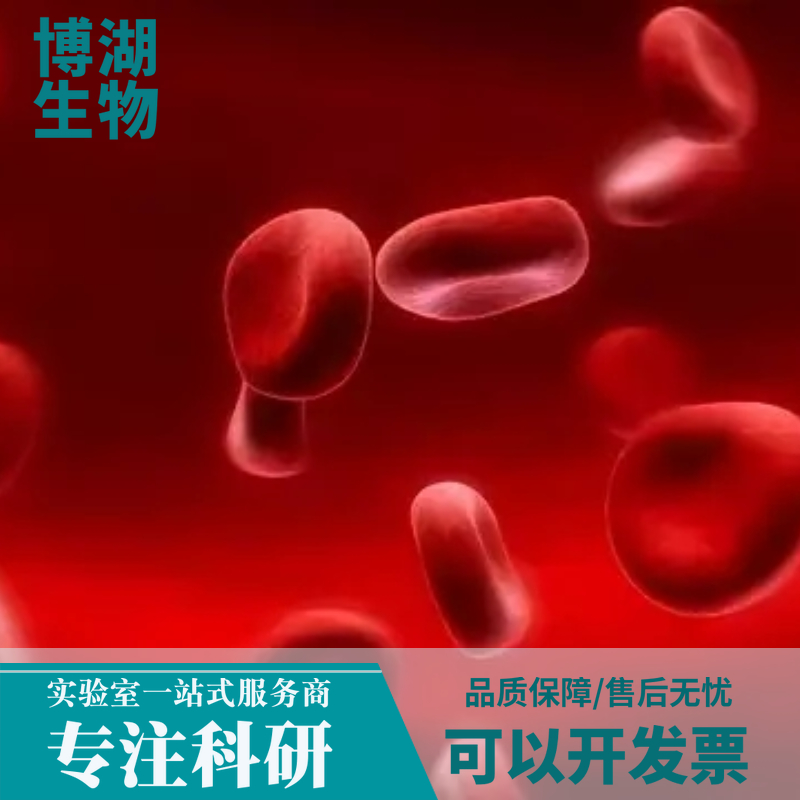 L6大鼠成肌细胞专用培养基