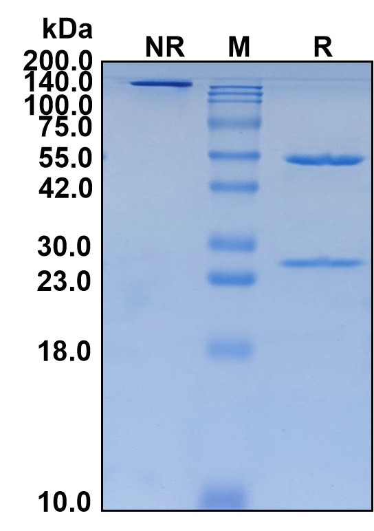 (Laprituximab)Biosimilar Reference Antibody-GS40363