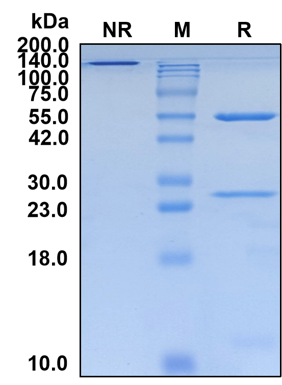 (Larcaviximab)Biosimilar Reference Antibody-GS40364