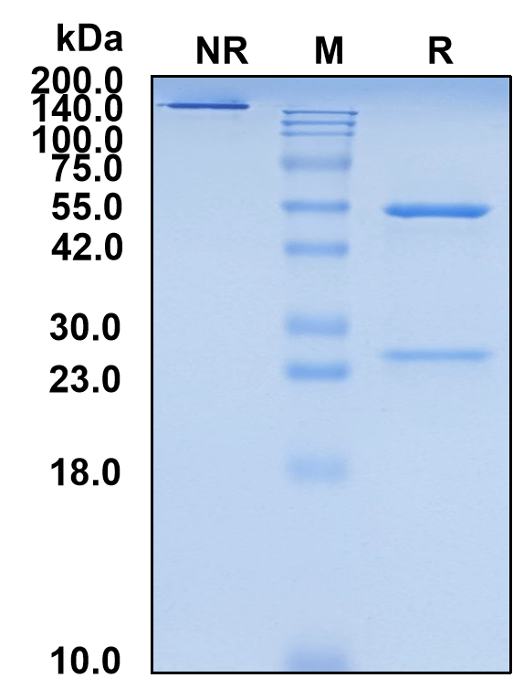 (Lifastuzumab)Biosimilar Reference Antibody-GS40384