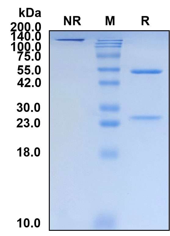 (Lonigutamab)Biosimilar Reference Antibody-GS40401