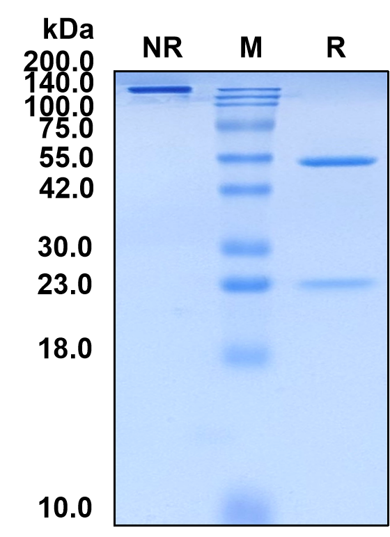 (Lupartumab)Biosimilar Reference Antibody-GS40412