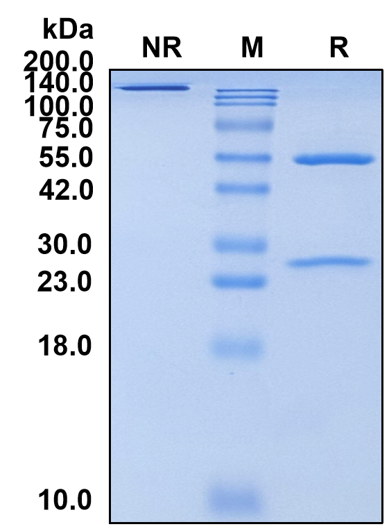 (Margetuximab)Biosimilar-Reference-Antibody-GS40420