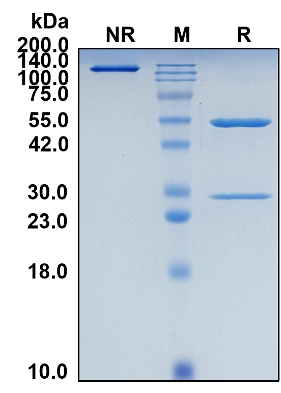 (Marstacimab)Biosimilar Reference Antibody-GS40422