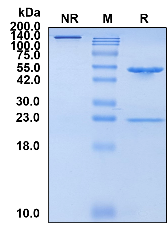 (Mitazalimab)Biosimilar Reference Antibody-GS40442