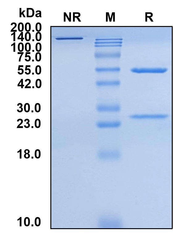 (Modotuximab)Biosimilar Reference Antibody-GS40444