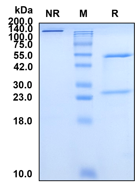 (Mogamulizumab)Biosimilar Reference Antibody-GS40445