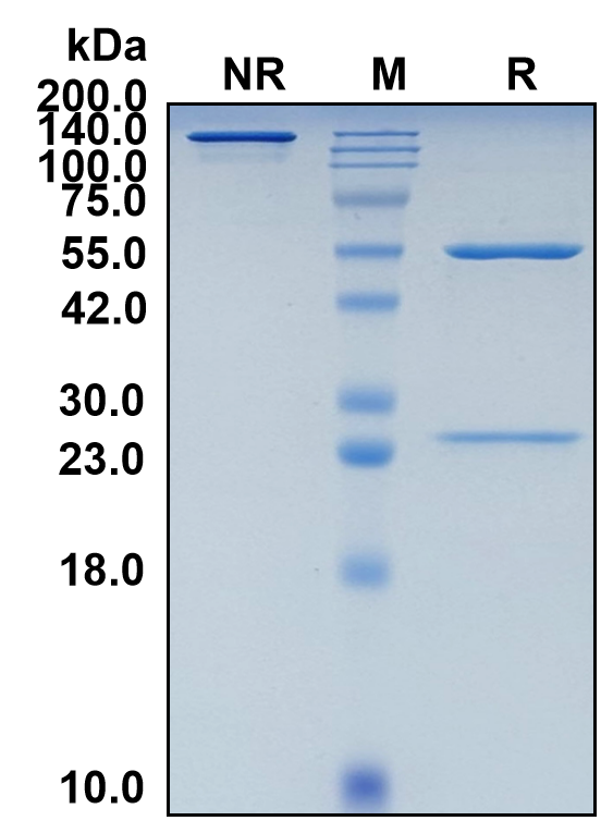 (Murlentamab)Biosimilar Reference Antibody-GS40449