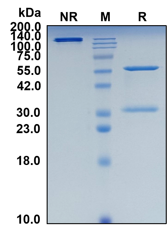 (Mupadolimab)Biosimilar Reference Antibody-GS40450