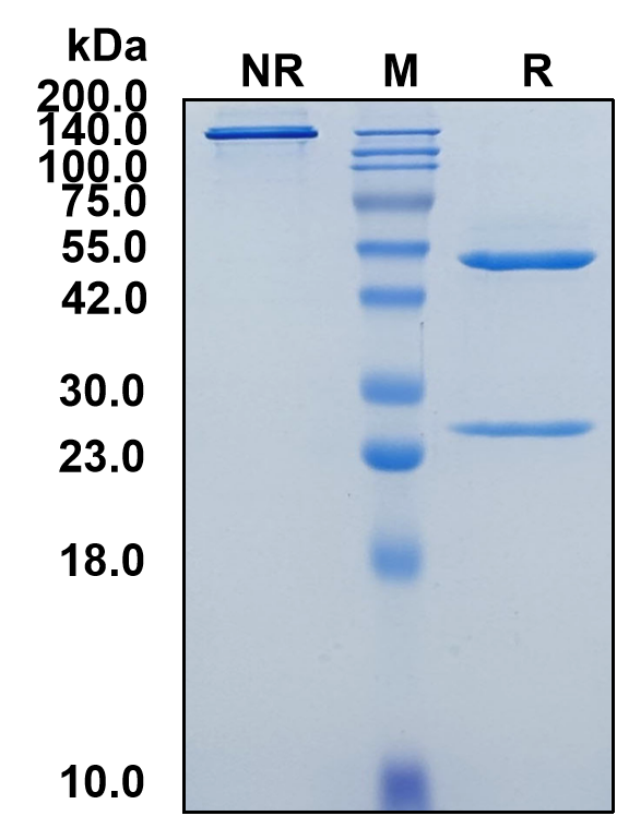 (Namilumab)Biosimilar Reference Antibody-GS40455