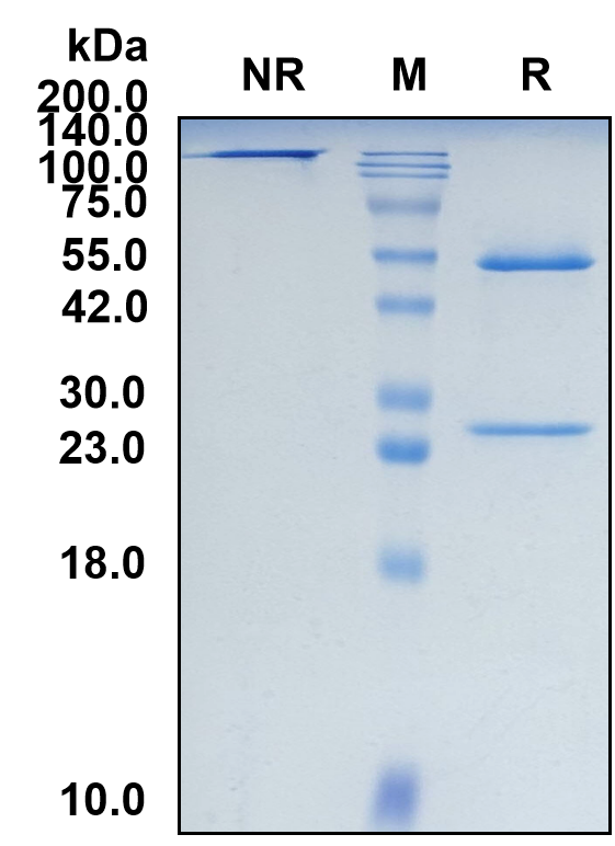 (Necitumumab)Biosimilar Reference Antibody-GS40464