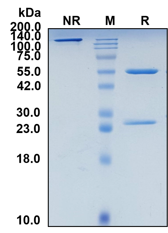 (Ocaratuzumab)Biosimilar Reference Antibody-GS40486