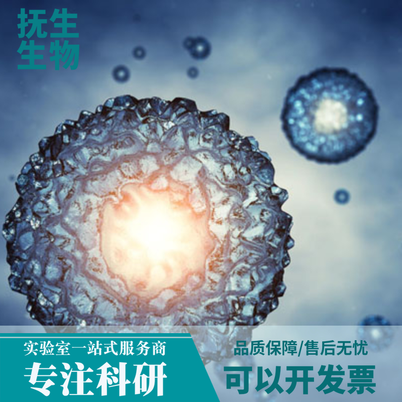 大鼠脑动脉平滑肌细胞