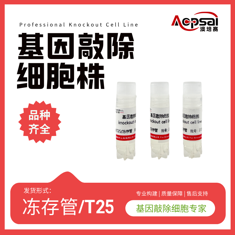 hCD36基因敲除株（HeLa细胞）