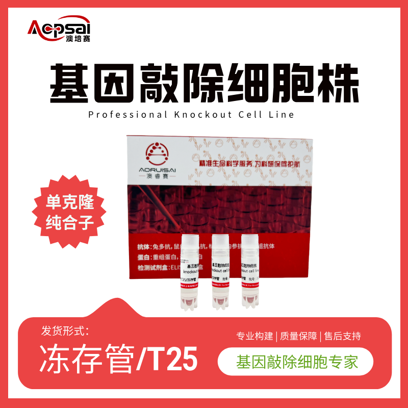 hFAF2基因敲除株（HeLa细胞）