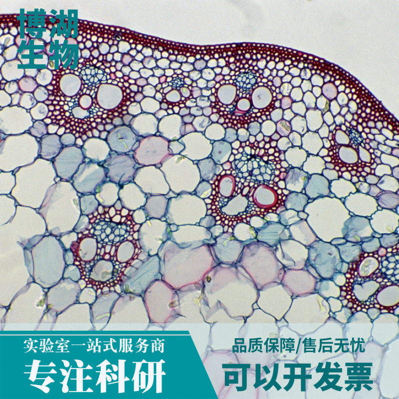 鸡骨骼肌细胞永生化细胞专用培养基
